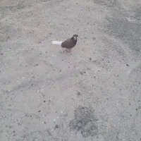 کفتر عالی|پرنده|پاکدشت, حصار امیر|دیوار