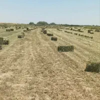 یونجه خشک  فروشی