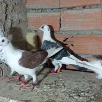 کبوتر|پرنده|گنبد کاووس, |دیوار