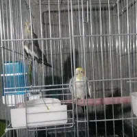 عروس هلندی|پرنده|بیرجند, |دیوار