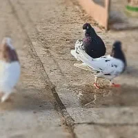 فروش فوری کبوتر