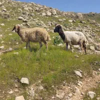 فروش گوسفند ،بزو بزغاله