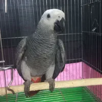 جوجه کاسکو ۱۳۰ روزه بسیار درشت و کشیده