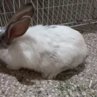 بچه خرگوش و خرگوش