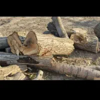 خرید انواع چوب باغی بع قیمت کارخانه.|خدمات باغبانی و درختکاری|چناران, |دیوار