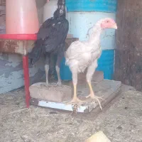 جوجه لاری