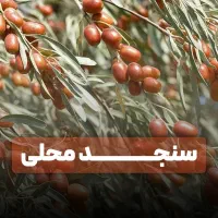 فروش نهال سنجد درجه یک