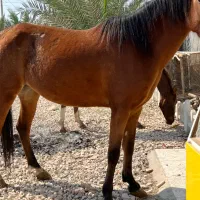 فروش مادیان پنج ساله کره دهی عالی|اسب و تجهیزات اسبسواری|آبپخش, |دیوار