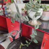 گل طبیعی پتوس خاص|گل و گیاه طبیعی|شیراز, شهرک مدرس|دیوار
