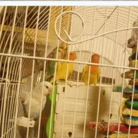 فروش طوطی برزیلی با رنگهای جذاب