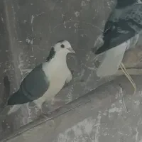 کبوتردمگیر