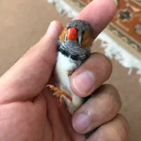 فروش فنج