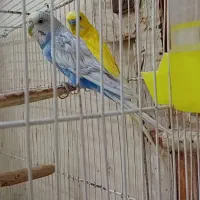 جفت مرغ عشق. ماده اسپانگل. نرم زرد کاشانی|پرنده|زهک, |دیوار