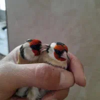 سهره نر|پرنده|کنگاور, |دیوار