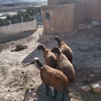 میش قزل