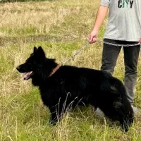 ژرمن شولاین بلک vip