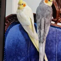 دوتا عروس دوست داشتنی