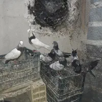 کله‌ دم سبز|پرنده|لالجین, |دیوار