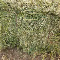 یونجه خشک بسته بندی