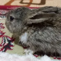 سلام خرگوش