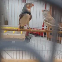 فنچ نر بدون قفس۲۵۰تومن