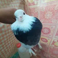 کفتر طوقی شازده