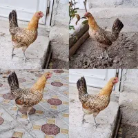 مرغ گلین لری