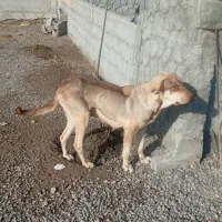 واگذاری یه گلاده سگ