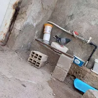 کبوترم گم شده