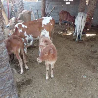 فروش گاو|حیوانات مزرعه|شادگان, |دیوار