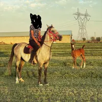 اسب مادیون وکره|اسب و تجهیزات اسب‌سواری|تهران, آبشار|دیوار