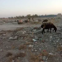 میش زایده ابستن|حیوانات مزرعه|گلبهار, نوبهار|دیوار