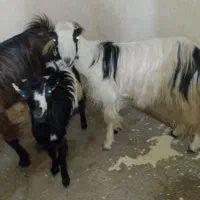 فروش دوعدد ویک تیشتر ..درناصری|حیوانات مزرعه|خورموج, |دیوار