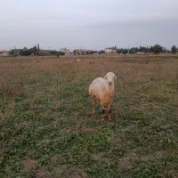 قوچ گوسفند نر سفید|حیوانات مزرعه|فرح آباد, |دیوار