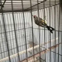 سهره جوجه نر|پرنده|بومهن, |دیوار