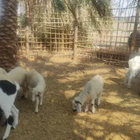 بره  گاو ابستن  گوساله ماده|حیوانات مزرعه|بندرعباس, |دیوار