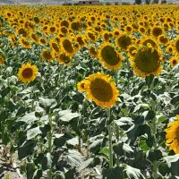 زمین کشاورزی شراکت برای شلغم گندم و خرفه بیضا|اجارهٔ دفتر صنعتی، کشاورزی، تجاری|بیضا, |دیوار