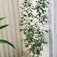 فروش گل های آپارتمانی