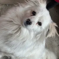 سگ پامرین سفید