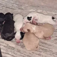 واگذاری توله سگ شیتسو