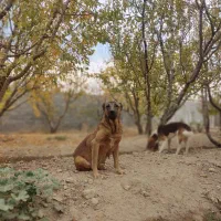 سگ سرابی ماده دو ساله