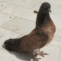 کبوتر|پرنده|کاشان, قطب راوندی|دیوار