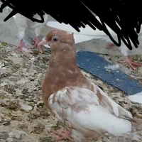 کفتر جوجه کلی