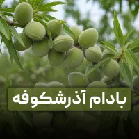 نهال هلو و شلیل با بسته ویژه هدیه