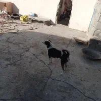 سگ پاکوتاه تربیت شده|سگ|فامنین, |دیوار