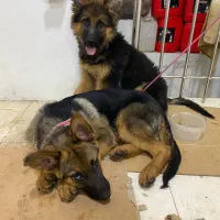 توله ژرمن شپرد شولاین حرفه ایی|سگ|شیراز, سجادیه|دیوار