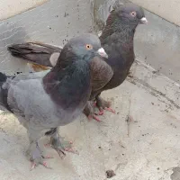 کبوتراصفهانی نراهنی پروپا ماده سنجابی کاکلی پروپا