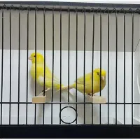 قناری لیزارد ،گلاستر ،یلو و موزاییکی|پرنده|کرج, فاز ۲ مهرشهر|دیوار