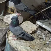 یه جفت سبز کلایی