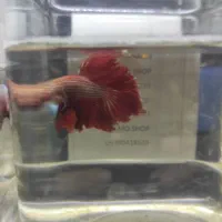 فروش پک سی عددی فایتر